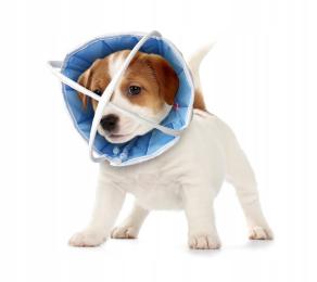 Kołnierz okulistyczny r.6 (50-60 cm)