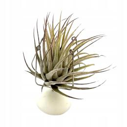 Tillandsia ionantha var. ionantha Oplątwa Żywa Roślina do Terrarium