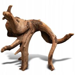 Rhizophora Mangle "the Red Mangrove" Korzeń Xs Do Akwarium