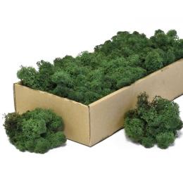 Mech Islandmoss Chrobotek zielony dekor Terrarium