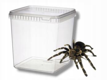 Pojemnik 5L do hodowli pająków, skorpionów, typu BraPlast ~19x19x19cm