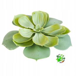 Am Amazoonia Sztuczny Sukulent, wystój terrarium 14 cm