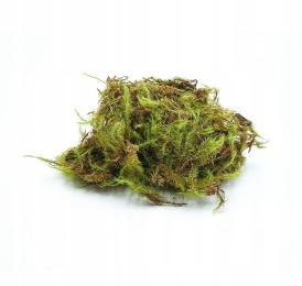 BioGreen Moss Mech zielony Naturalna Ozdoba Dekoracja do Terrarium 25g