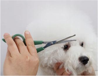 Nożyczki Do Strzyżenia Sierści Zaokrąglone Bezpieczne