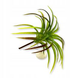 BioPlant Tillandsia brachycaulos abdida- Roślina Sztuczna Tillandsia Zielo