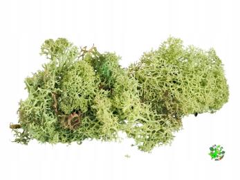 Mech chrobotek Fiński pastelowa zieleń wystrój terrarium, las w szkle 20g