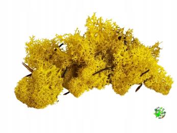 Mech chrobotek Fiński żółty wystrój terrarium, las w szkle 20 g