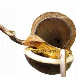 Naturalna Kryjówka Schronienie Gekon Orzęsiony Budowa Wystroju Terrarium