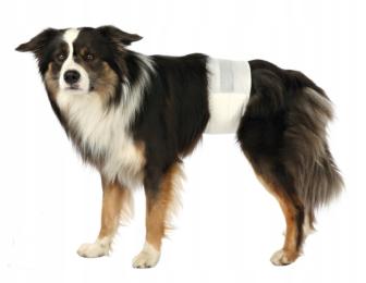 Pieluchy pampersy psa samca Barry 46-60 12 szt. M