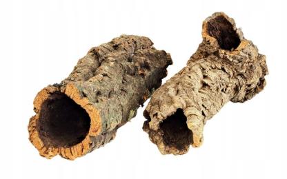 Am Amazoonia Tuba dębu korkowego 11-14/25-33 cm