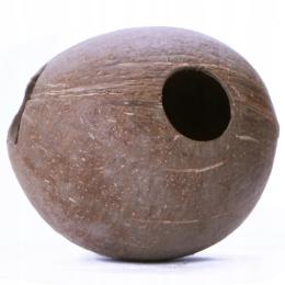 Cały Kokos Gładki Do Terrarium Dla Pająków, Owadów