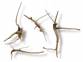 3 Sztuki Korzeń japoński Red Moor Wood Nano Bardzo Małe 7-20cm długości