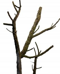 Gałęzie korkowe do terrarium 40cm
