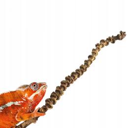 Liana Bananowca 40cm Terrarium Nadrzewne Tropikalne Kameleon Gekon