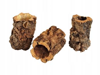 Am Amazoonia Tuba dębu korkowego Mini 6-9/ 9-11 cm