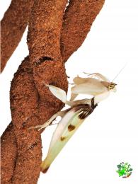 Tropikalna Liana dla gekona kameleona wystrój terrarium 1,5cm/200cm