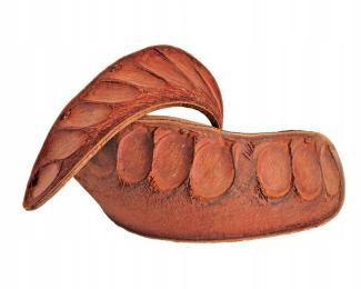 Elephant Ear Ucho uszy słonia susz 12-18 cm wystrój terrarium