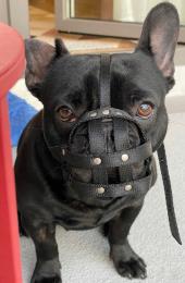 Kaganiec buldog francuski buldożek na wymiar!!!