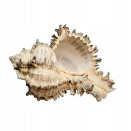 Muszla Murex dekoracja do formikarium AntHunter