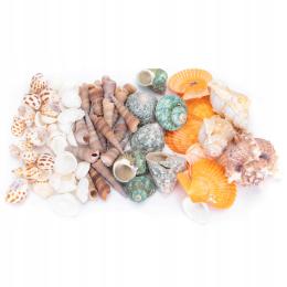 Muszle naturalne 6-8cm do akwarium muszla mieszane kolorowa dekoracja 300g