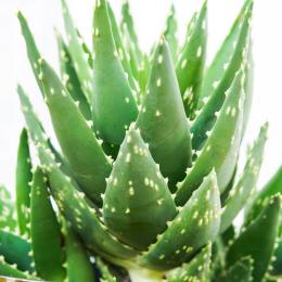 Sukulent Aloe Mitriformis roślina do terrarium dla gadów pustynnych