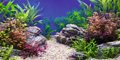 Do Akwarium folia tło płaskie Samoprzylepne 60x30 rośliny