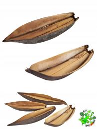 Mini Boat susz egzotyczny 10-18 cm wystrój terrarium