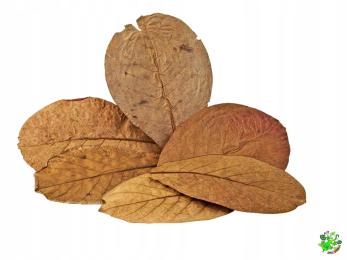 Liście Ketapangu Catappa do akwarium terrarium do detailingu 14-20 cm 5szt.