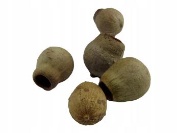 Eukaliptus 5szt Dekoracja Ozdoba Wystrój Wyposażenie Do Terrarium