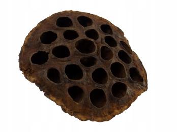 Lotos Średni Dekoracja Ozdoba Wystrój Wyposażenie Do Terrarium Dla Pająka