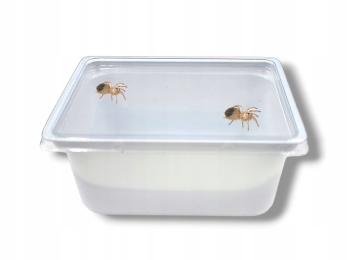Pojemnik biały do hodowli na prosionki, skoczogonki, pająki 11x8,5x5 250ml