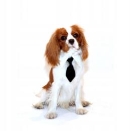 Krawat dla psa biało-czarny