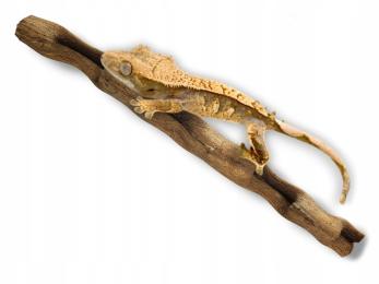 Naturalna gruba liana do terrarium NaturalVine 45-55cm