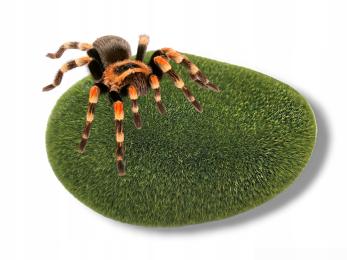 Kamień pokryty Mchem 8cm M Wystrój Terrarium Ptasznik Patyczak Modliszka