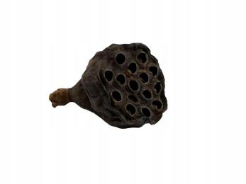 Lotos Mini Dekoracja Ozdoba Wystrój Wyposażenie Do Terrarium Dla Pająka