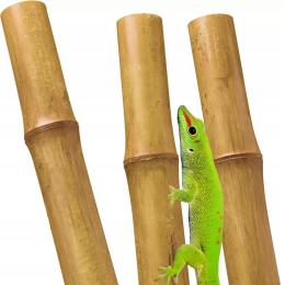 Gruba Tyczka Bambusowa 2,5cm/50cm Terrarium tropikalne Gekon Felsuma Pająk