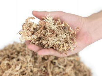 Mech Torfowiec Sphagnum Moss 150 G Dodatek Do Podloża Roślin