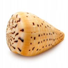 Muszla Conuss Betullinus Dekoracja do Akwarium 6cm