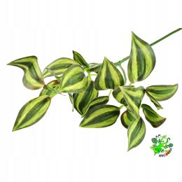 Am Amazoonia Trzykrotka jasna zieleń, wystrój terrarium 32 cm