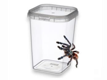 Pojemnik na nadrzewnego ptasznika, terrarium na pająka 8x8x11cm