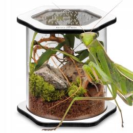Terrarium Dla Modliszek Pająków Nowoczesne BIG150