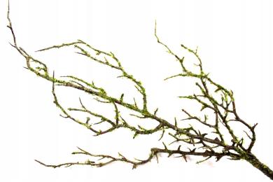 Gałązka pokryta mchem Gady Płazy Terra Tropikalne