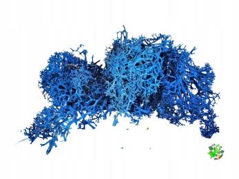 Mech chrobotek Fiński niebieski wystrój terrarium, las w szkle 20 g