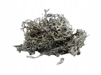 Mech Porost Szary 20g Do Terrarium Wystrój Ozdoba Dekoracja Dla Pająka Węża