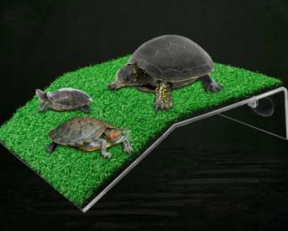 Zielona platforma wyspa przyssawka Żółw Wspinaczko