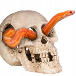 Czaszka Kryjówka Ozdoba Do Terrarium 15X10X9 CM Terrario Human Skull XL