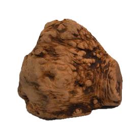 Chewies Korzeń do gryzienia - L