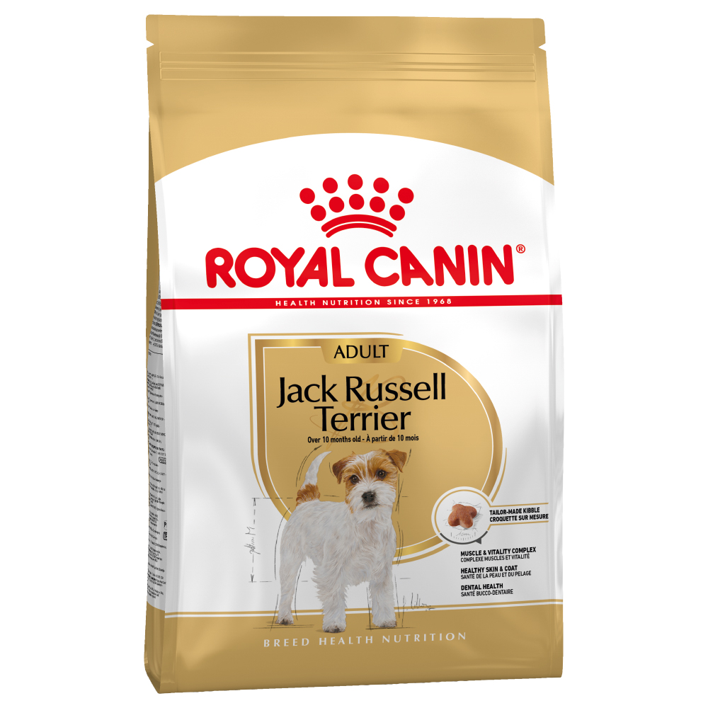 Jack Russell Terrier
